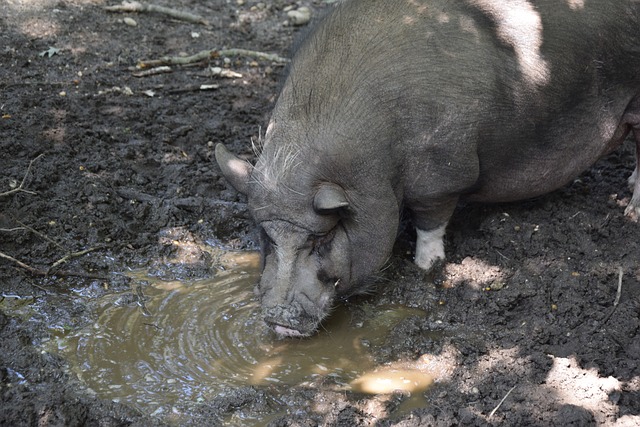 力和愉悦心 力和愉悦心